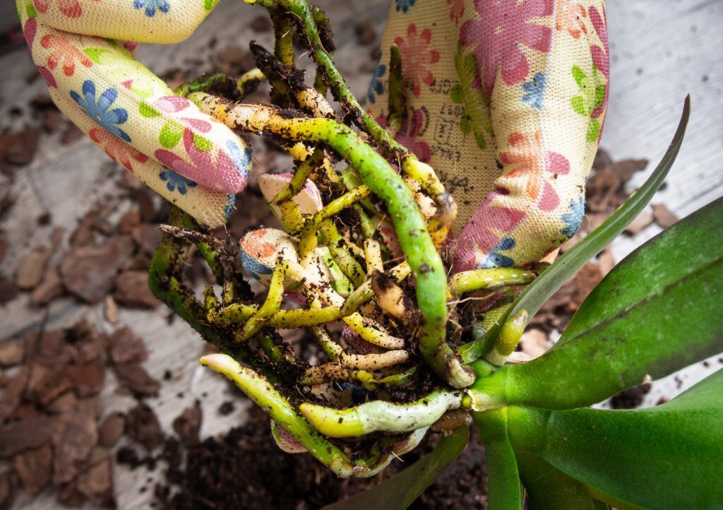 mini phalaenopsis repotting roots