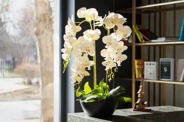 mini phalaenopsis night window thermometer