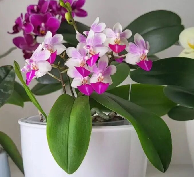 mini phalaenopsis bright window curtain