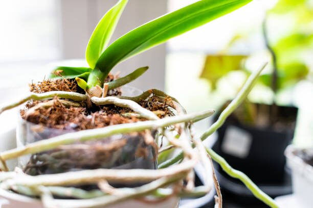 phalaenopsis roots clear pot closeup