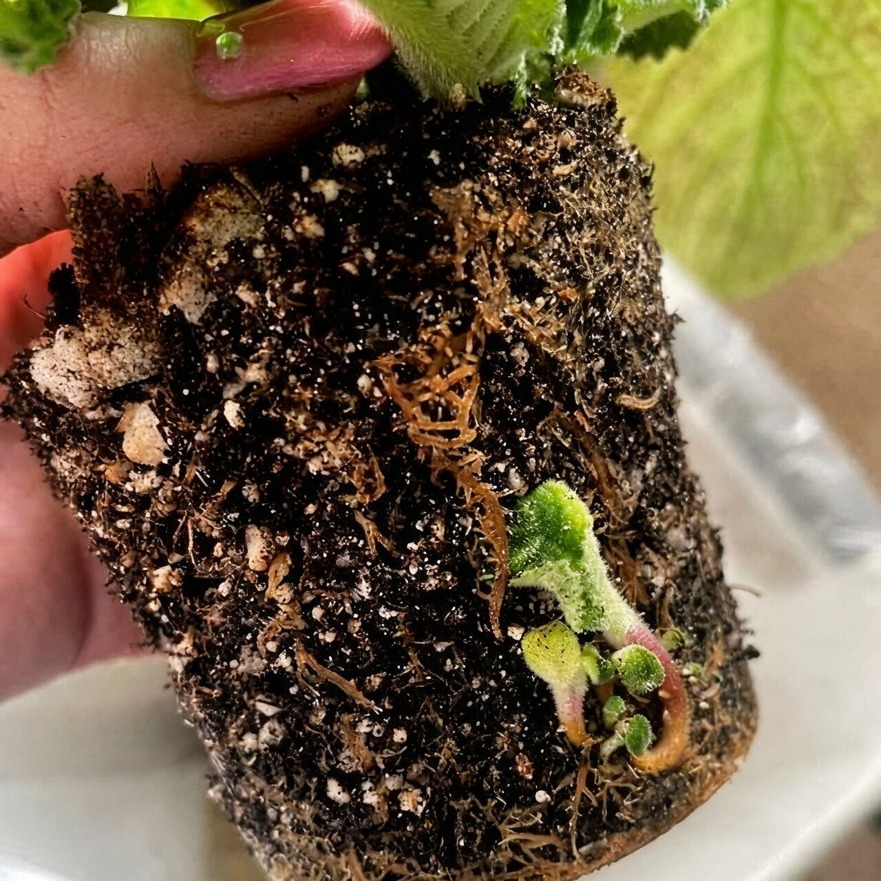 streptocarpus root rot repotting