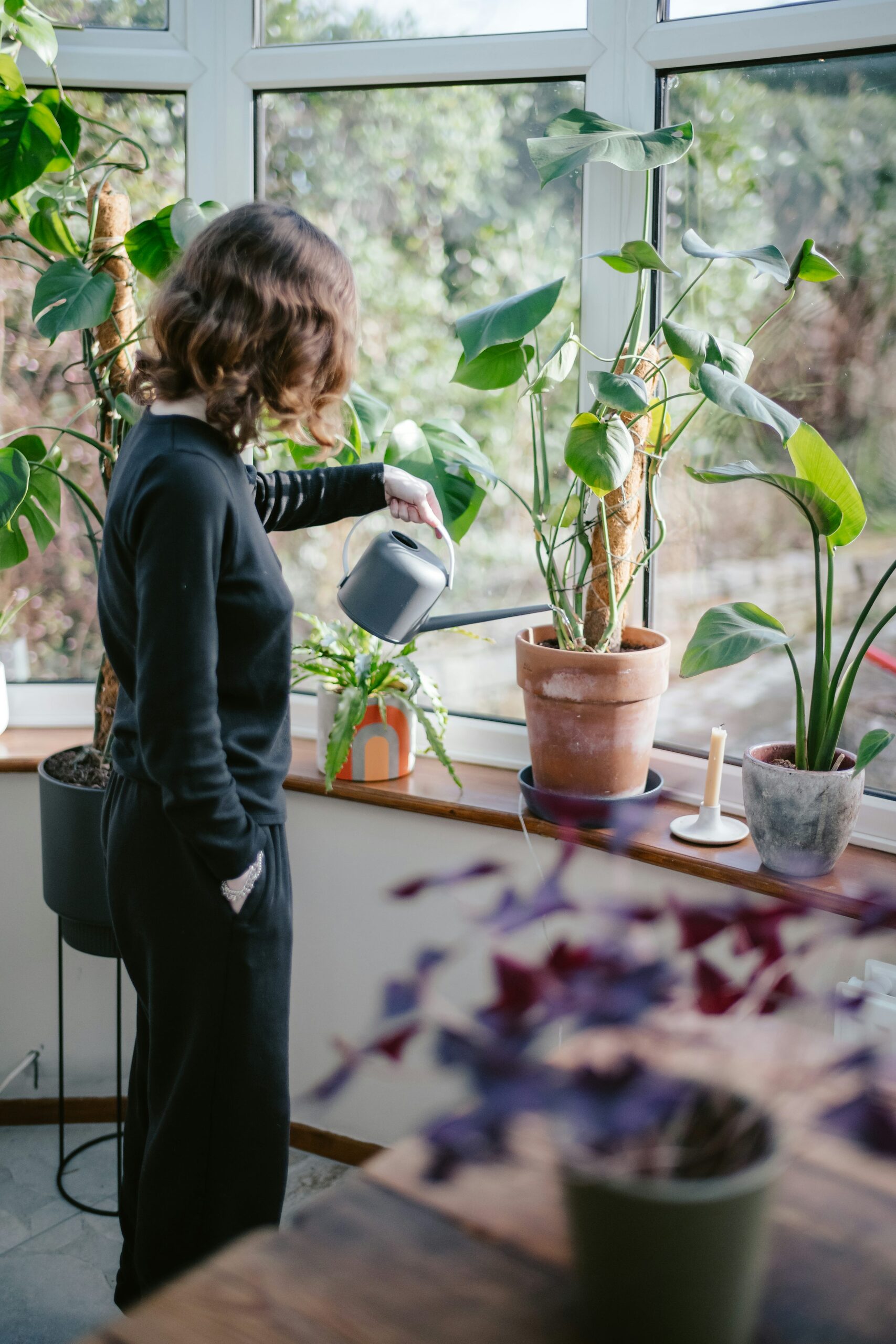 streptocarpus crown water removal