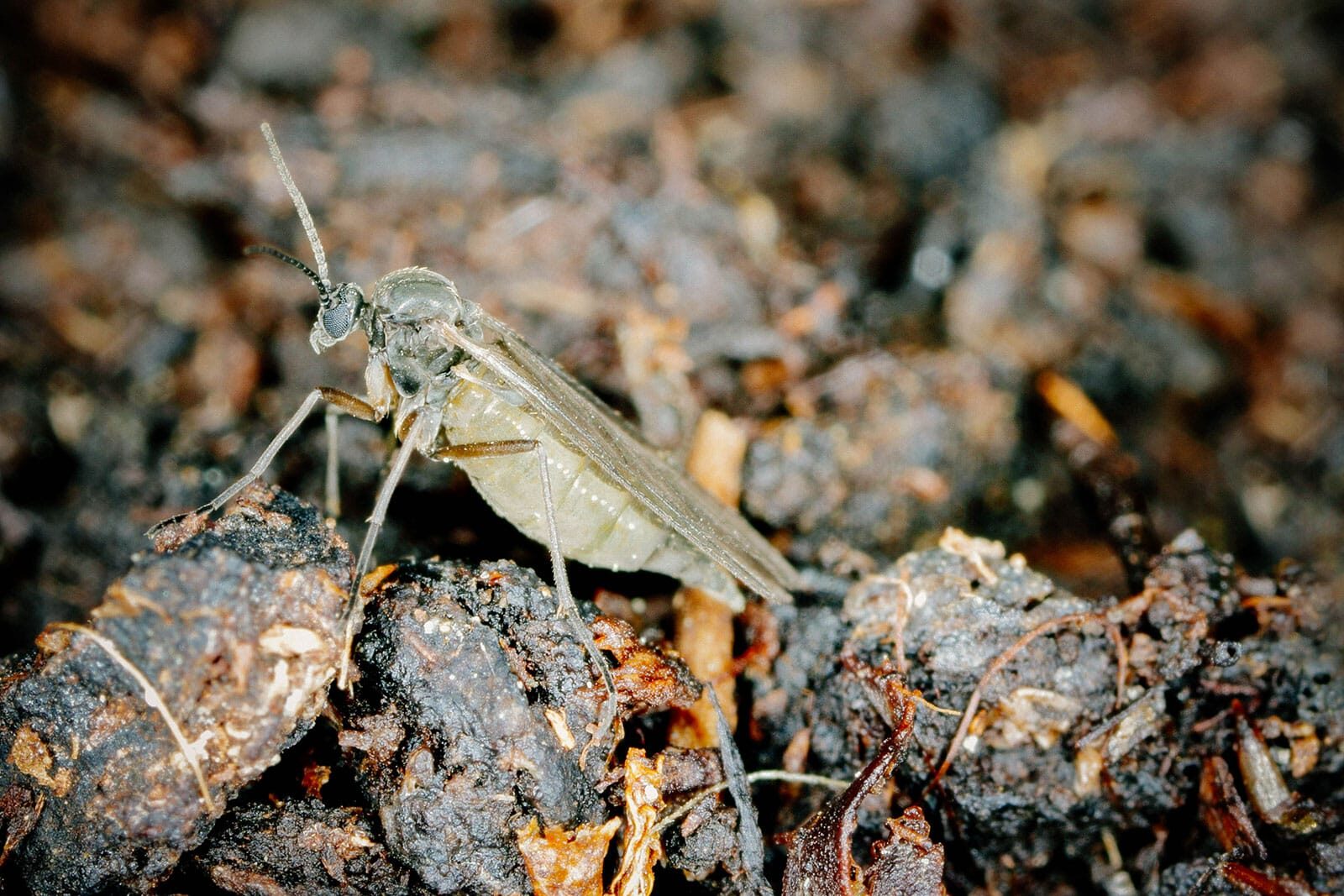 streptocarpus fungus gnat soil