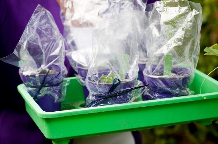 streptocarpus perlite peat mix tray