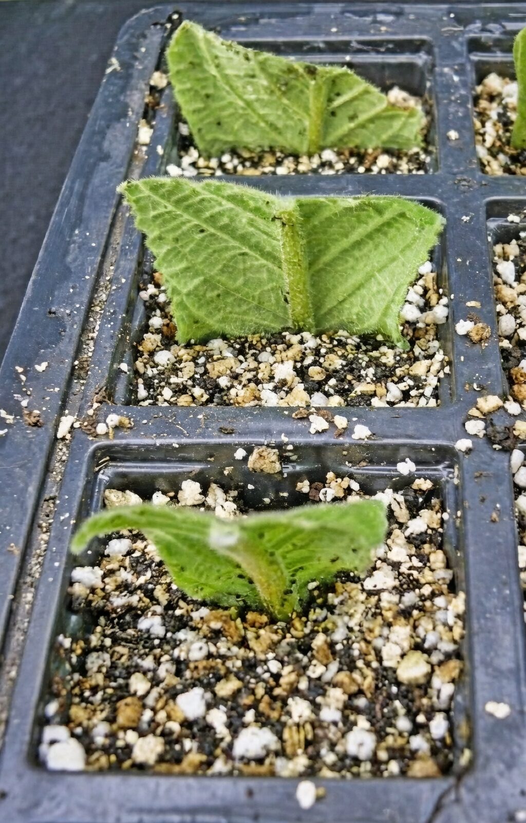 streptocarpus whole leaf cutting