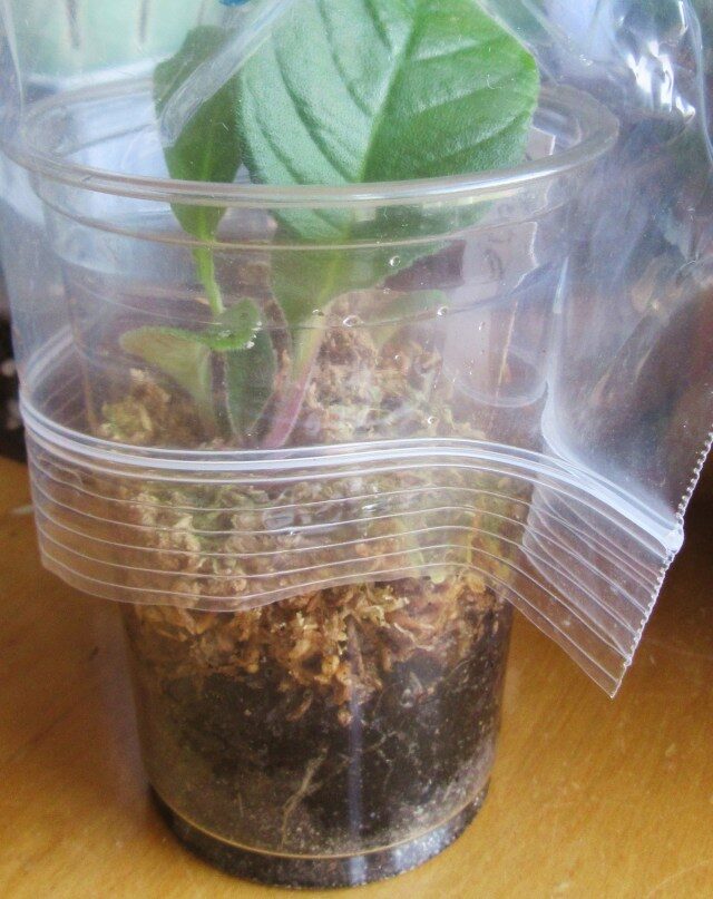 streptocarpus plantlets on cut edge