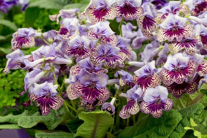streptocarpus harlequin yellow throat