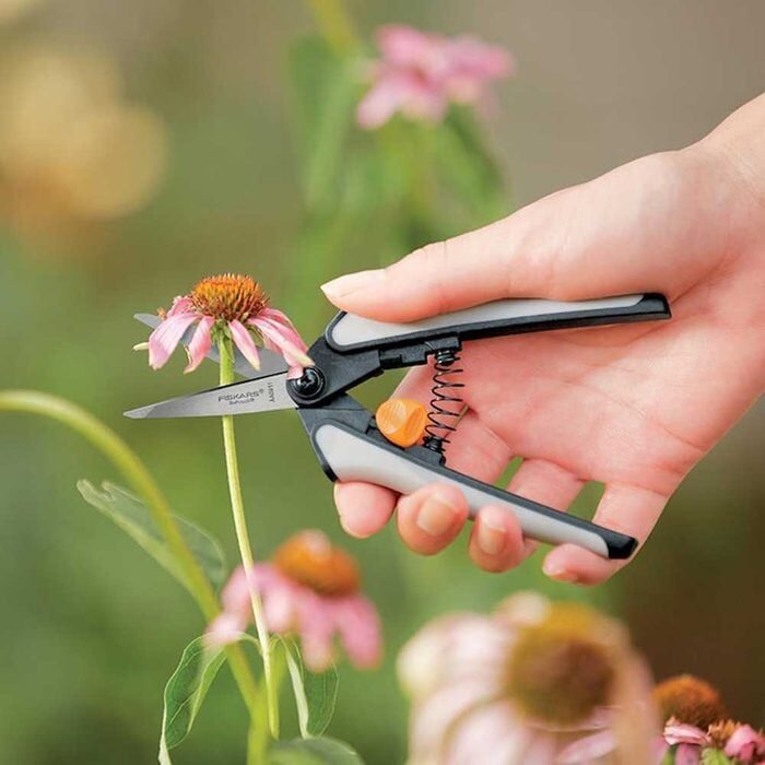 streptocarpus deadheading scissors