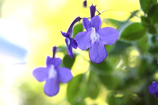 streptocarpus flower close-up