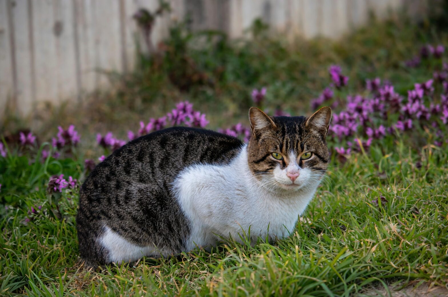 streptocarpus shelf cat grass