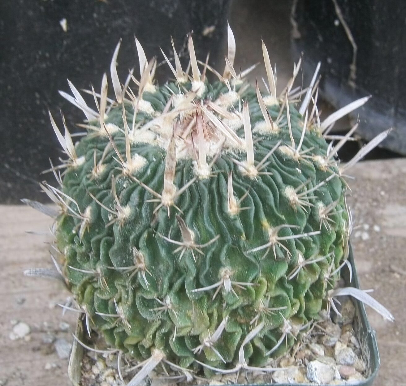 Stenocactus crispatus wavy ribs close-up