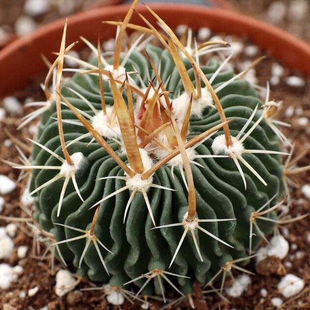 Stenocactus crispatus low wide pot