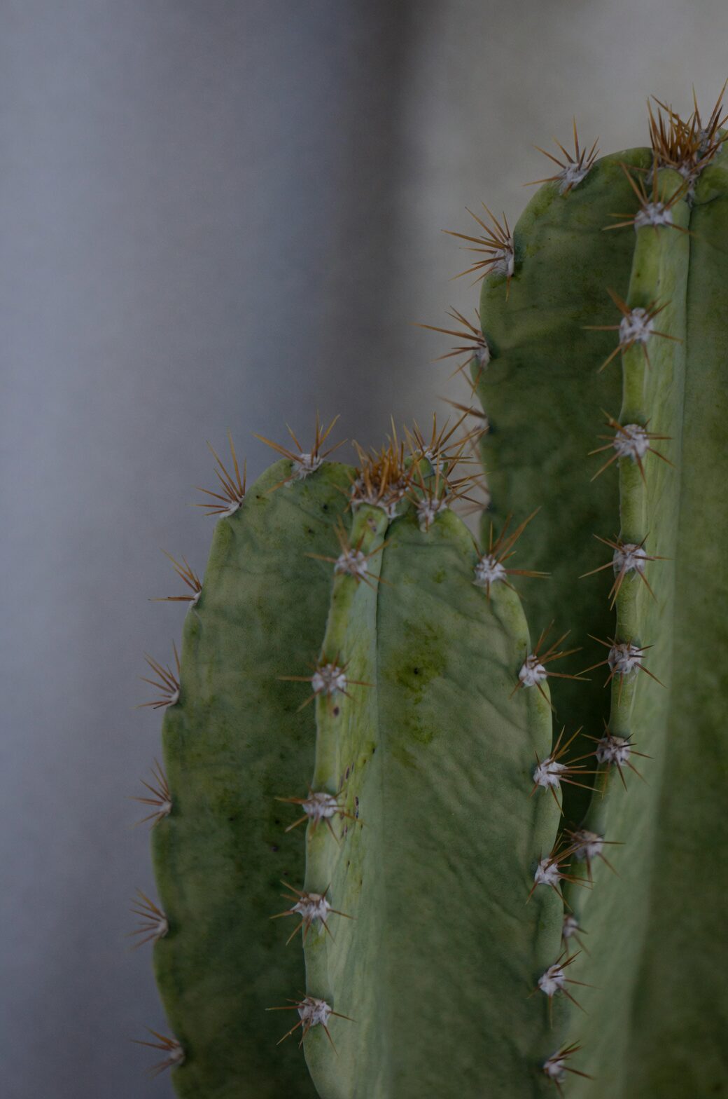 Stenocactus crispatus spine shadows wall