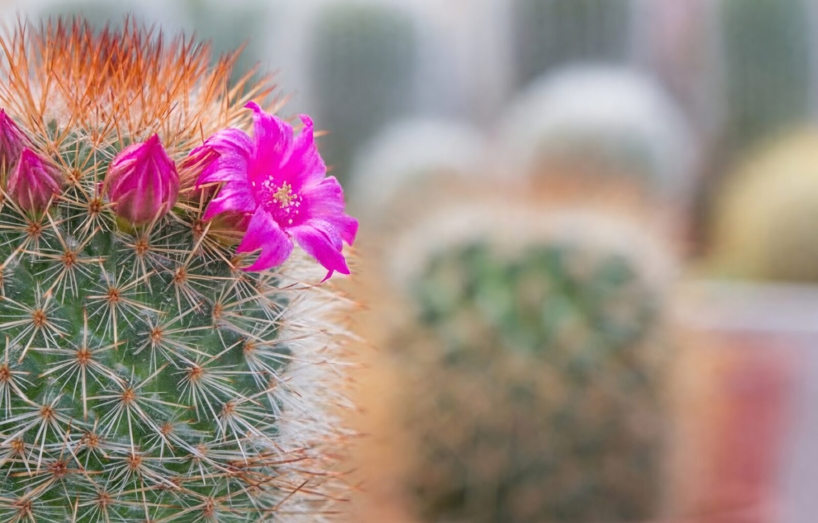 Stenocactus crispatus pink flower close-up