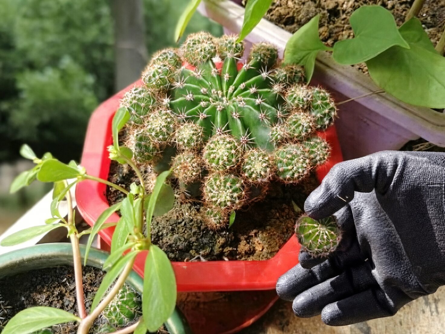 Stenocactus pup removal knife