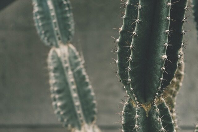 Stenocactus callus cut surface close up