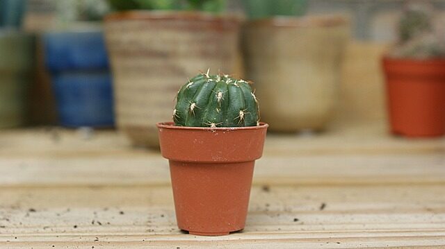 Stenocactus cuttings small fan airflow