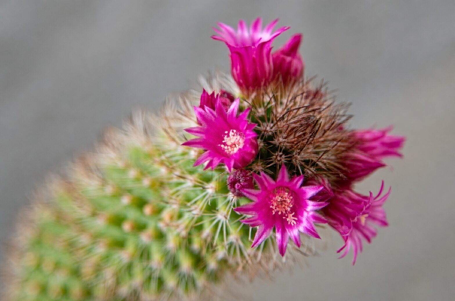 Stenocactus crispatus pink flower macro