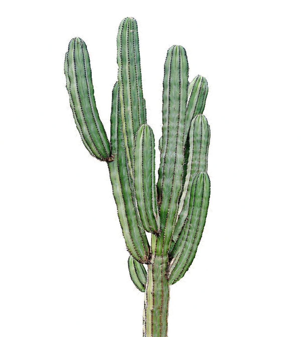 sand castle cactus acrylic dome cover