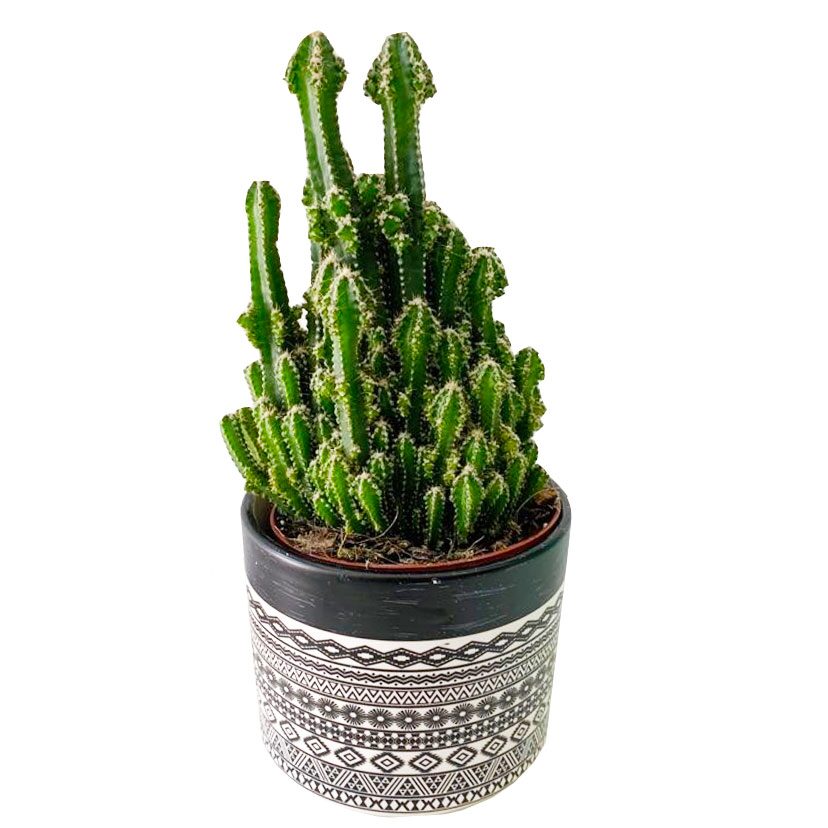 sand castle cactus cleaning brush tweezers