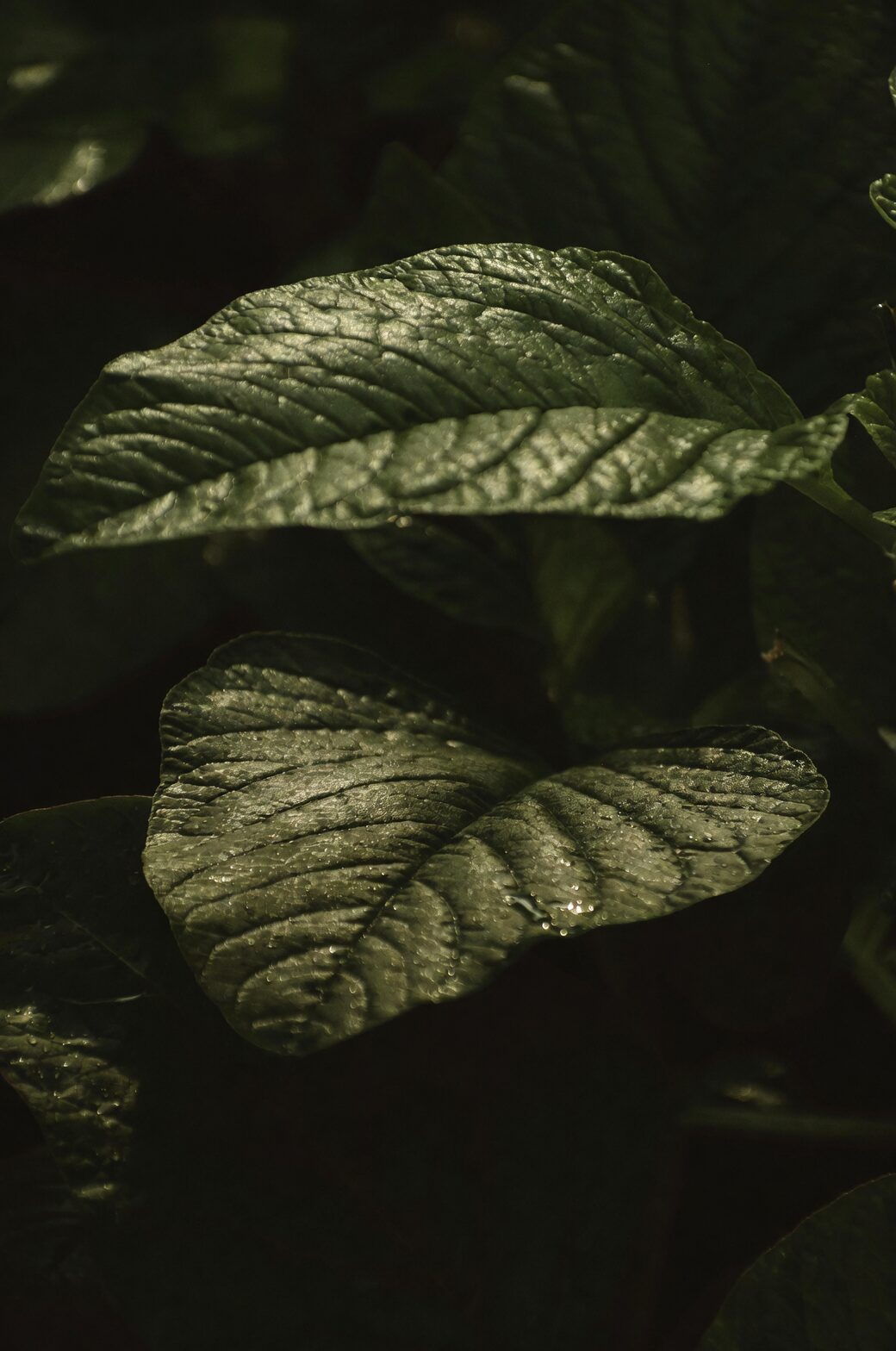 polka dot plant dappled sunlight leaves