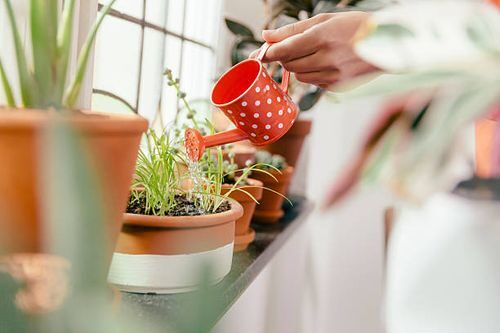 polka dot plant watering can