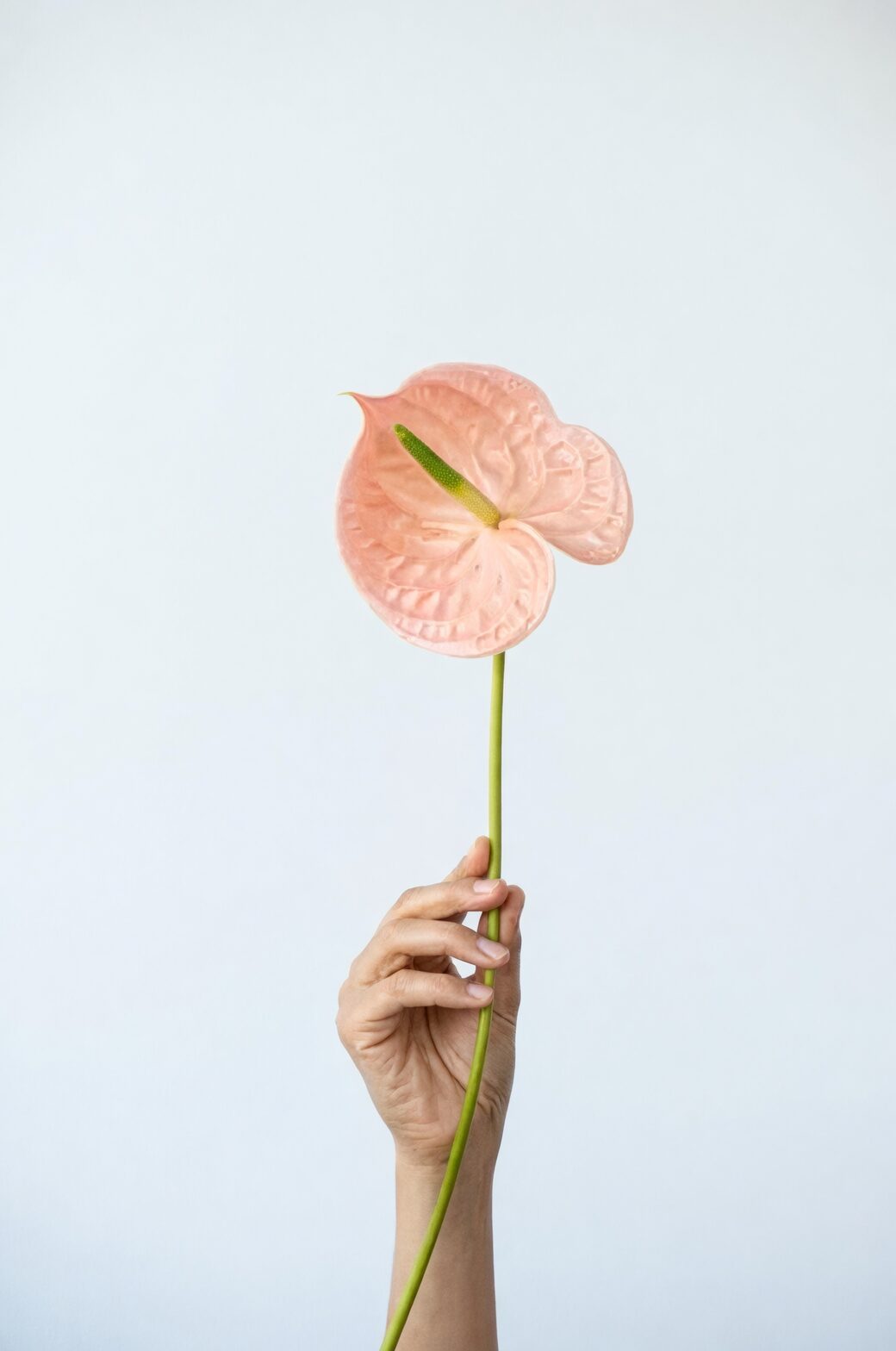 polka dot plant pinching flower bud