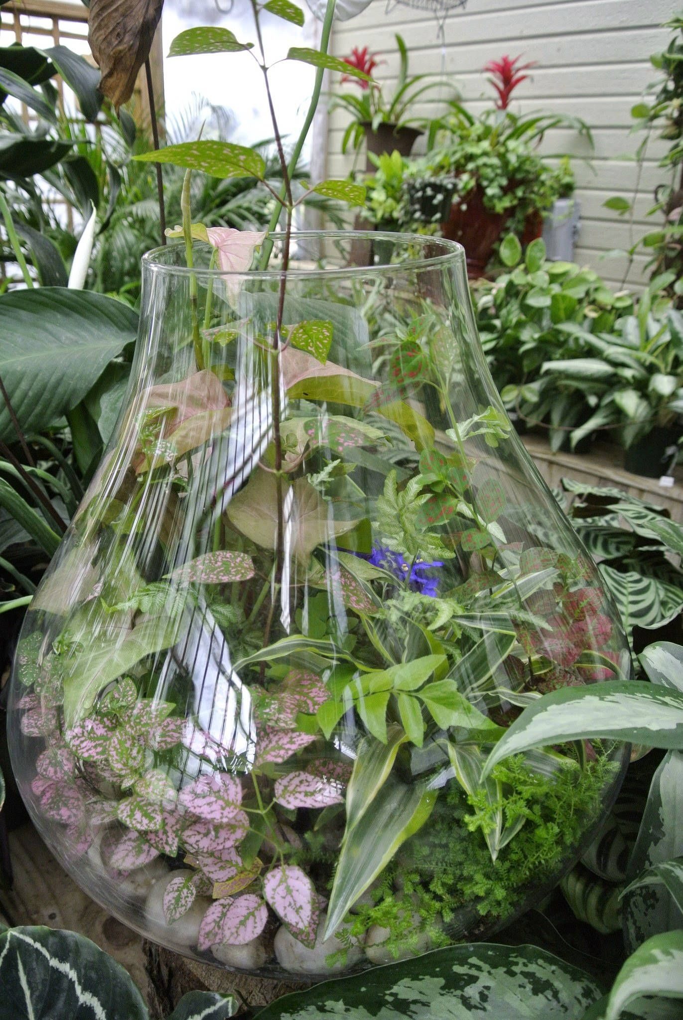 polka dot plant in terrarium