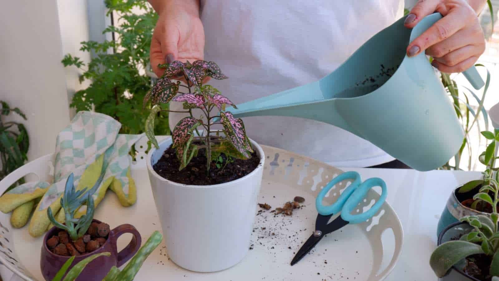 polka dot plant soil watering