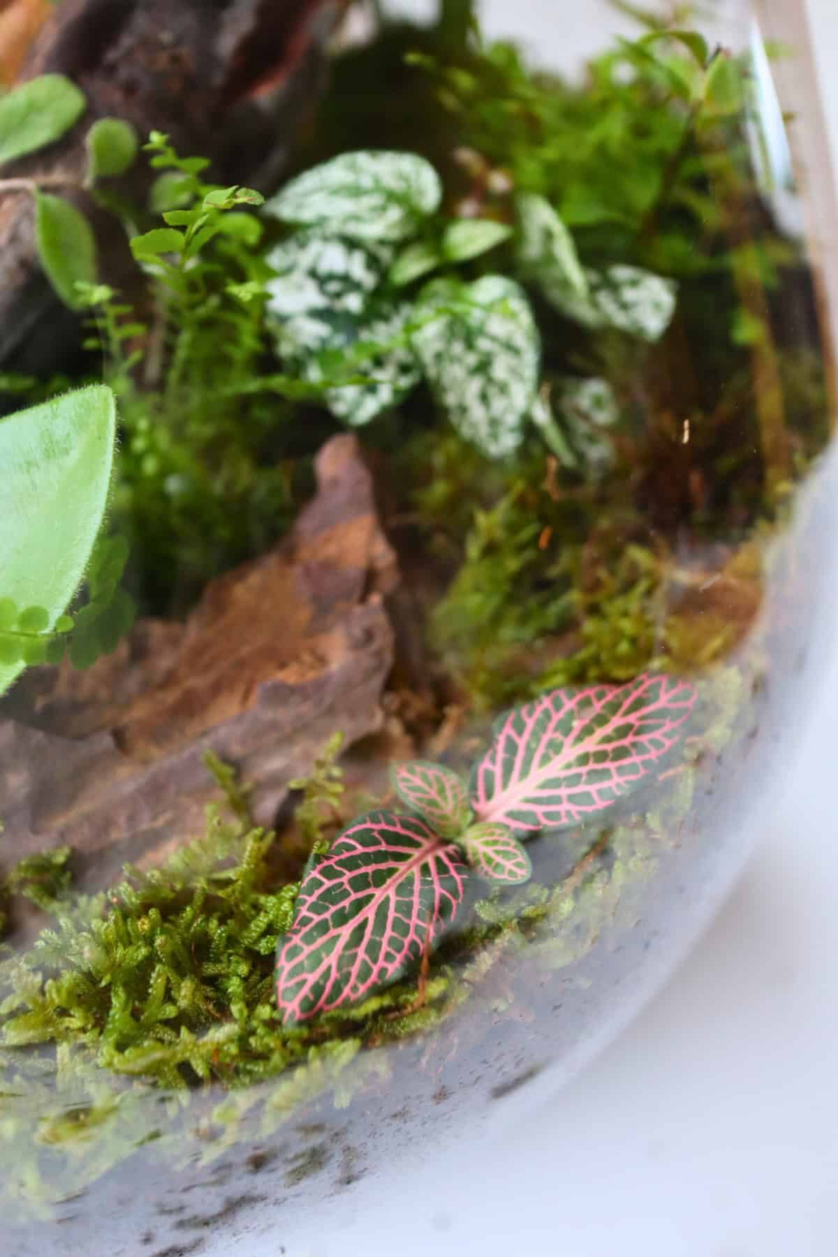 polka dot plant glass terrarium