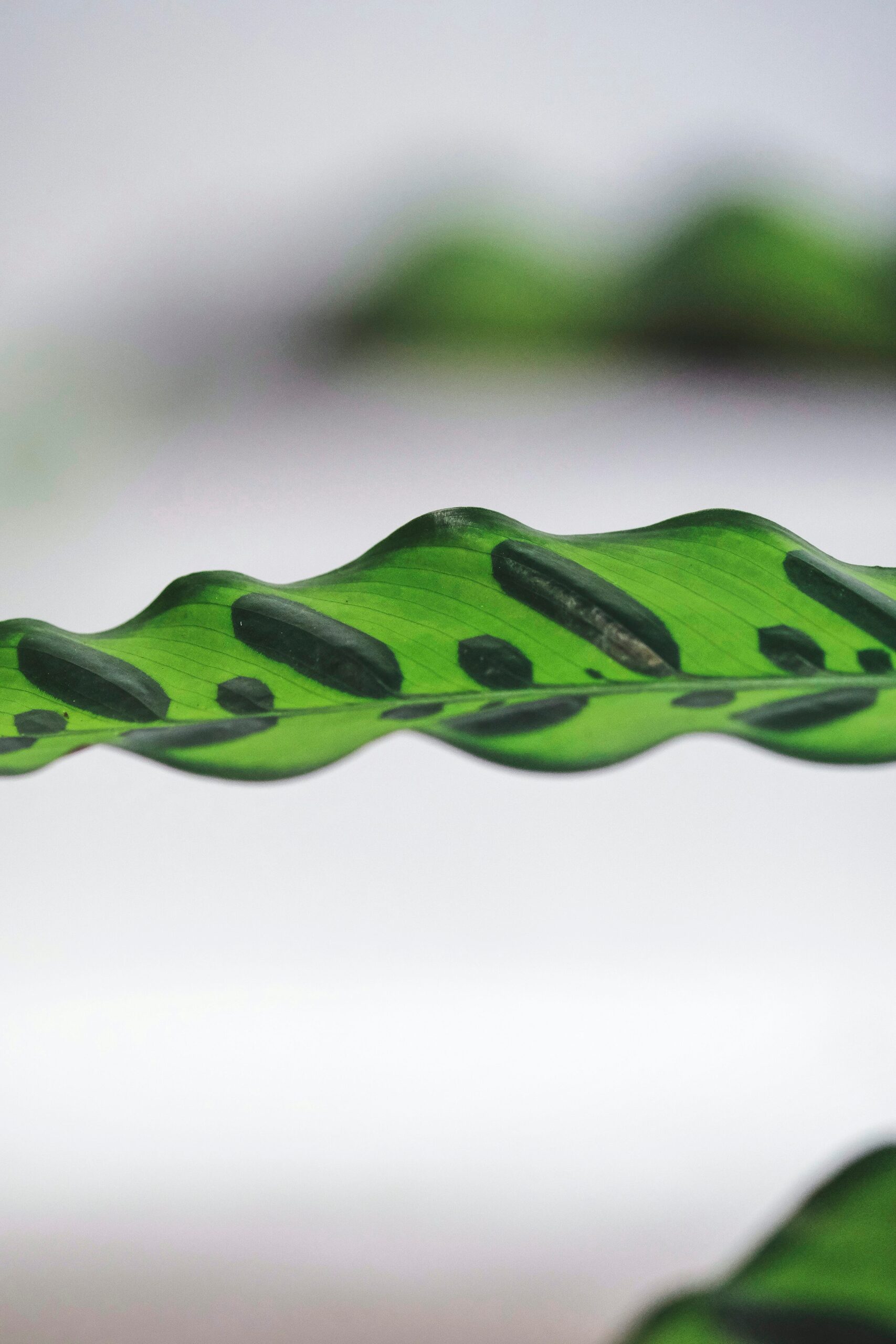 calathea lancifolia leaf edge close-up