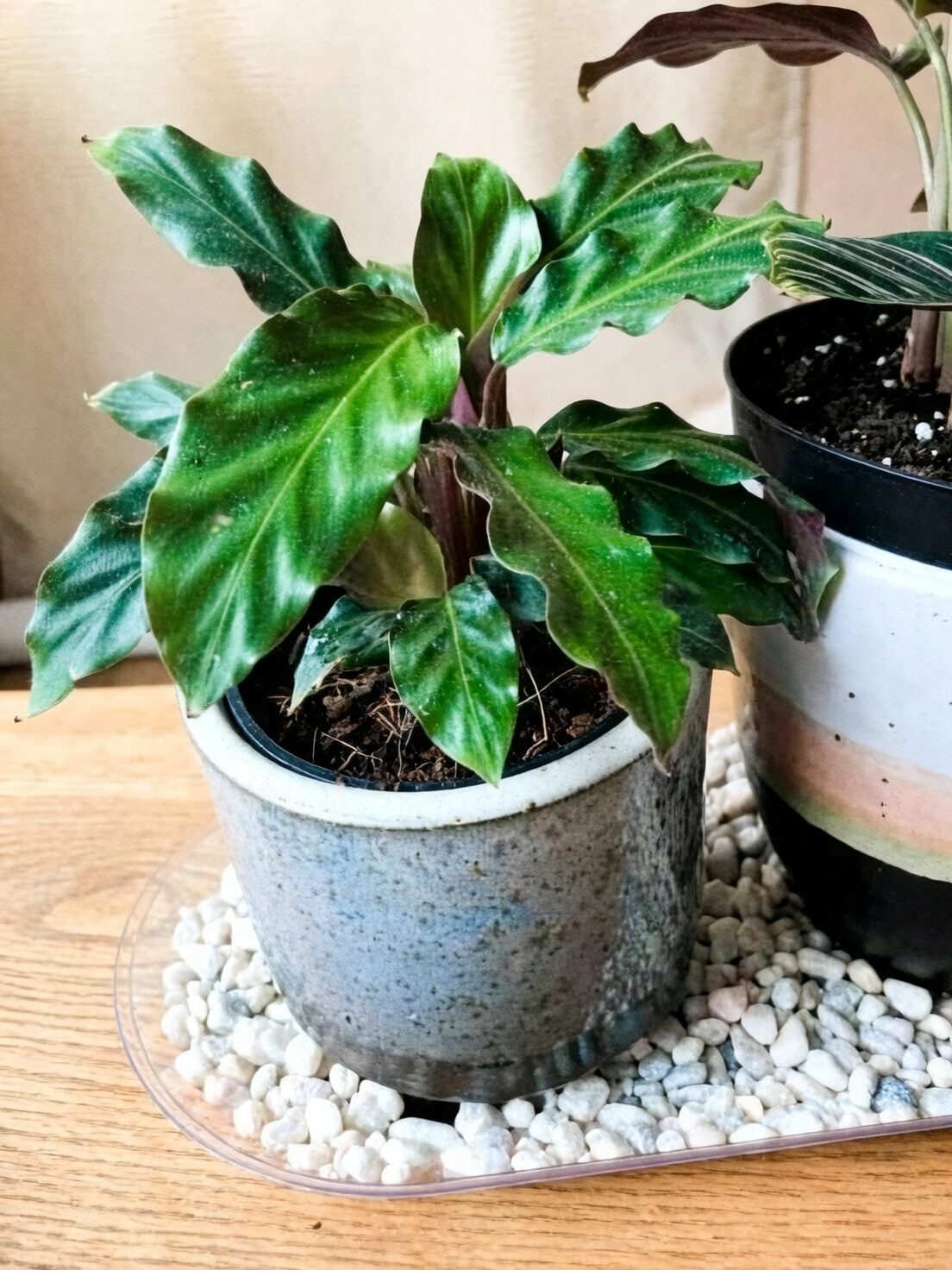 calathea lancifolia pebble tray
