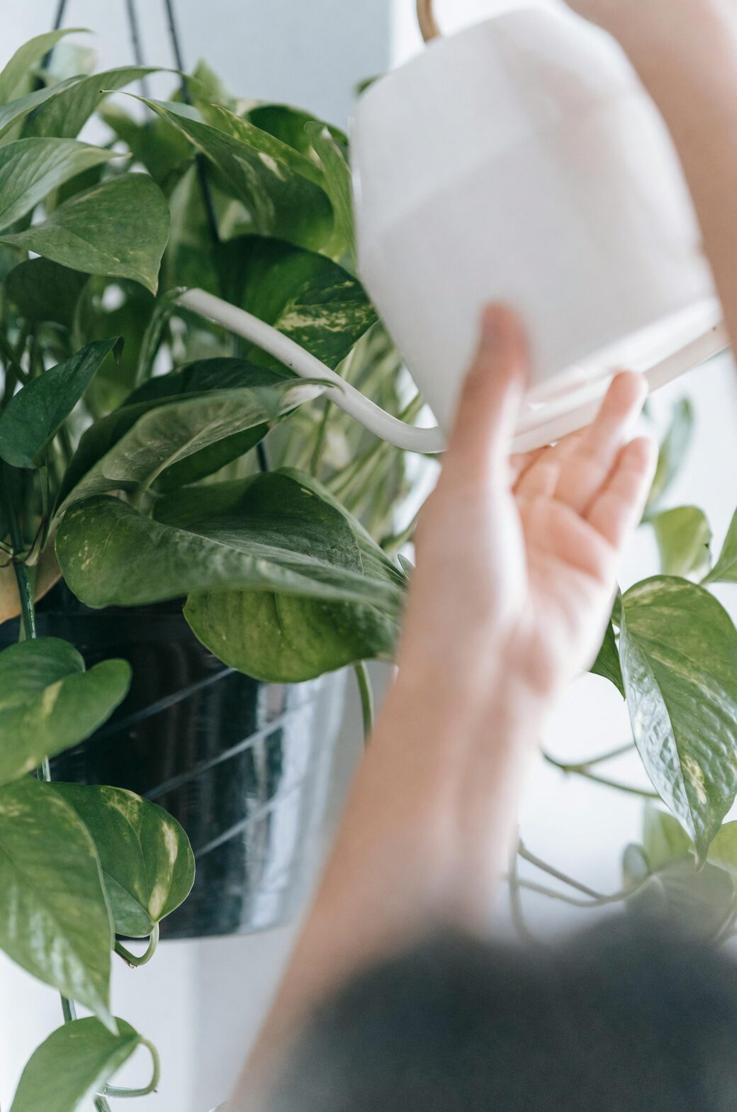 watering calathea lancifolia until runoff