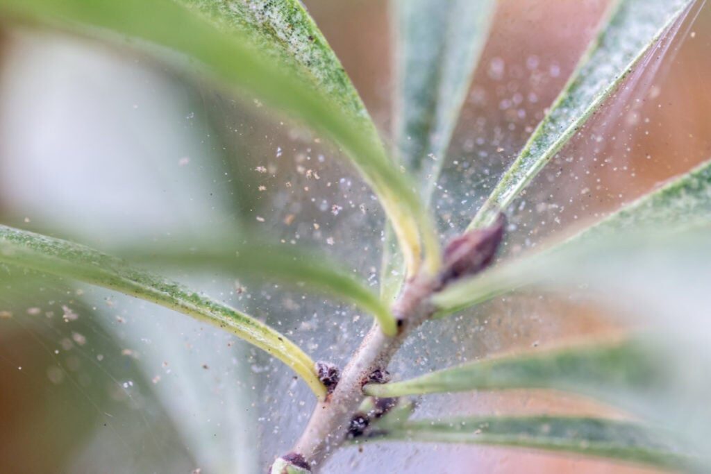 rattlesnake plant spider mites close-up