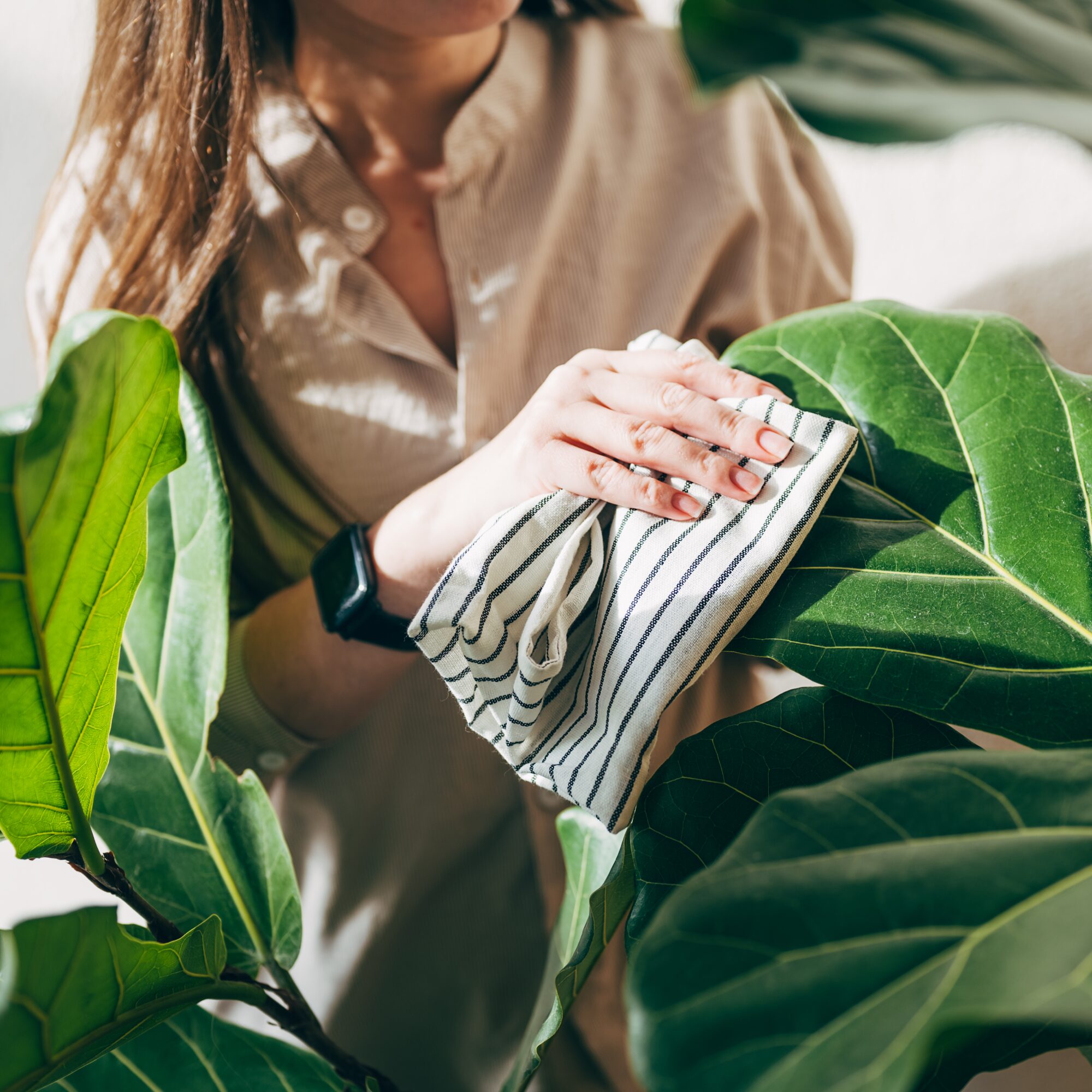 rattlesnake plant leaf wiping