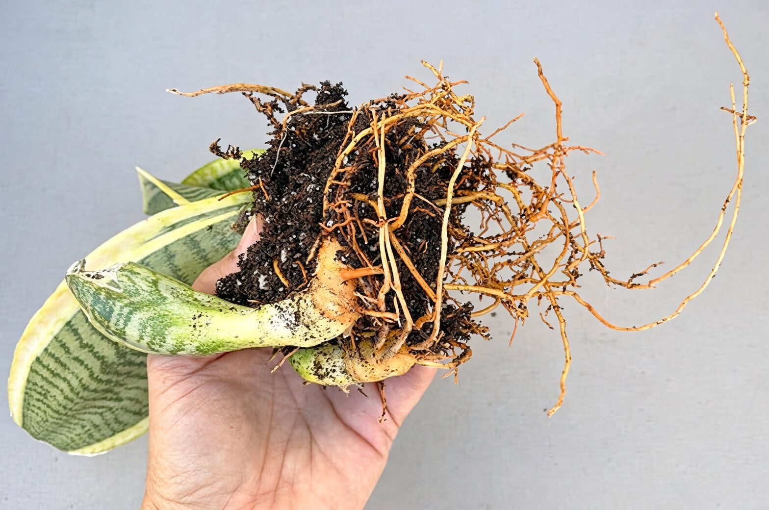 rattlesnake plant repotting roots