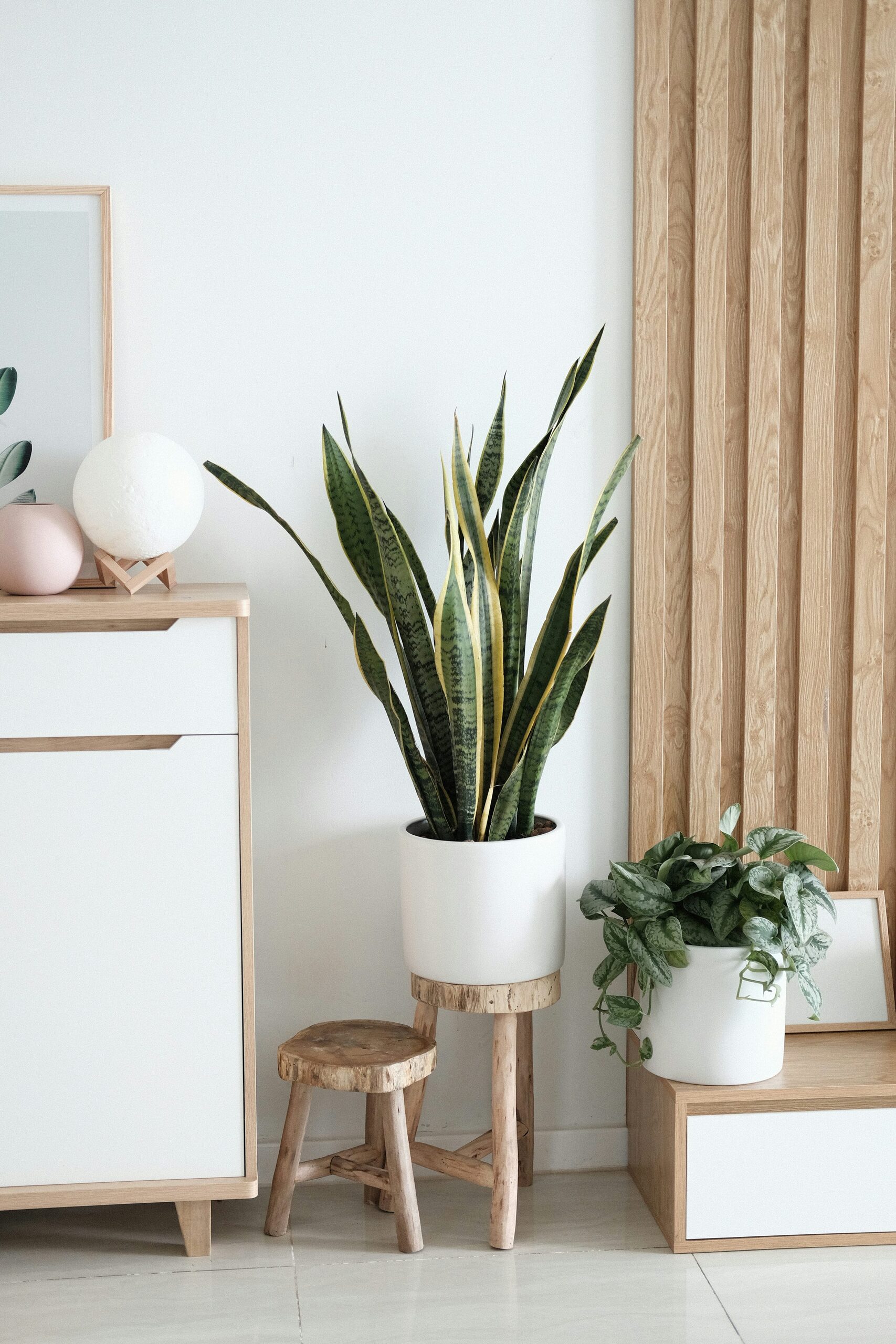 “响尾蛇”改名记：从Calathea到Goeppertia，它为何换姓又走红？