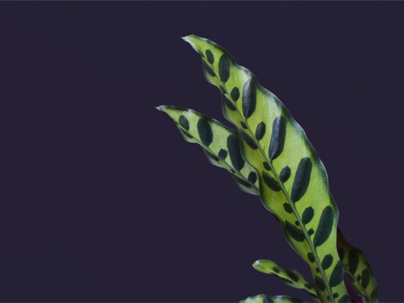 rattlesnake plant leaf underside close-up