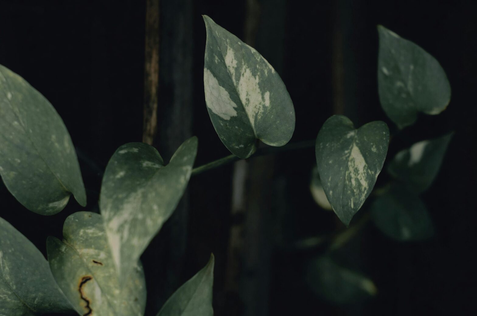 rattlesnake plant wavy leaves side light