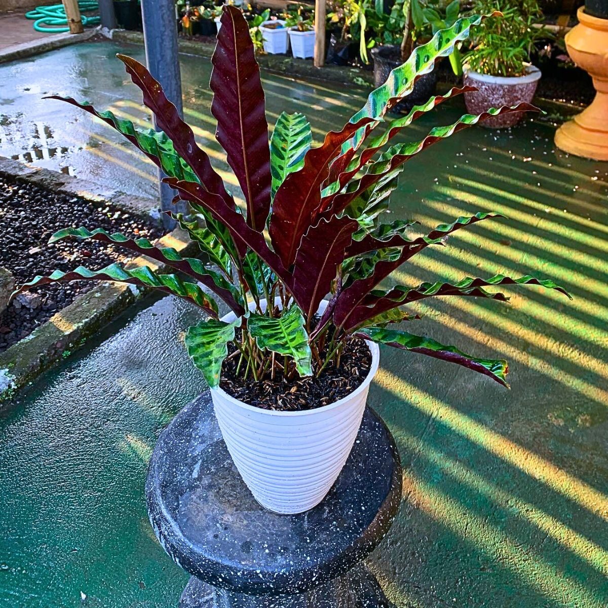rattlesnake plant red underside backlit