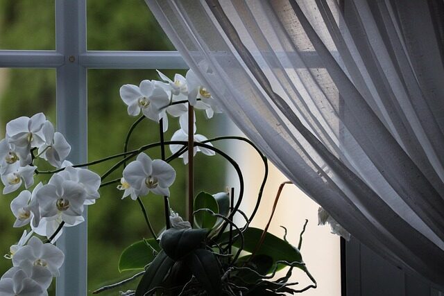 rattlesnake plant east window sheer curtain