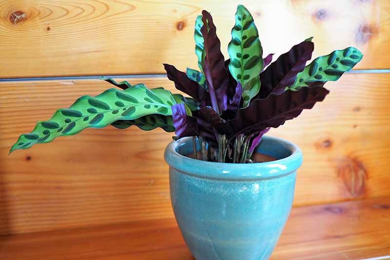 rattlesnake plant leaves upright night