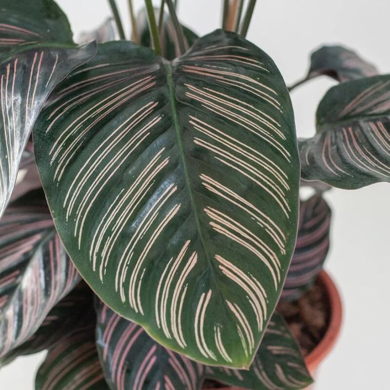 rattlesnake plant home office desk