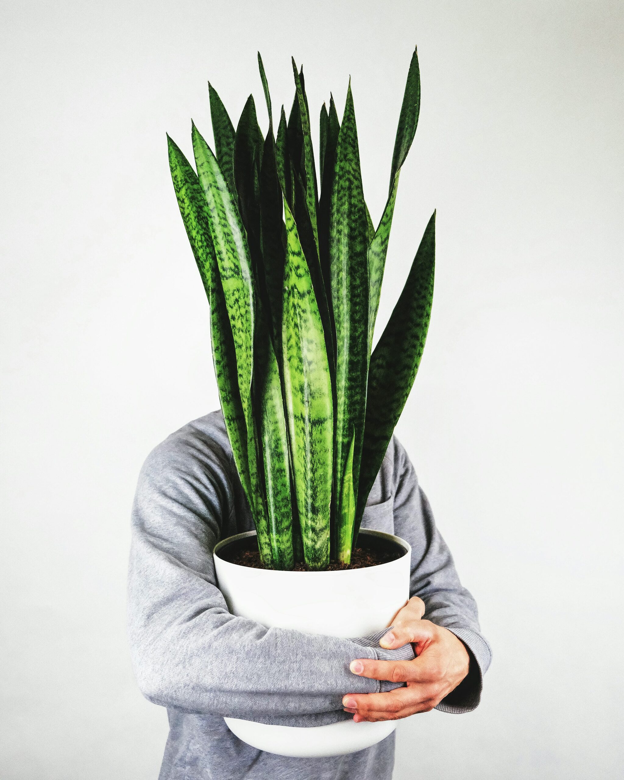 rattlesnake plant watering hands