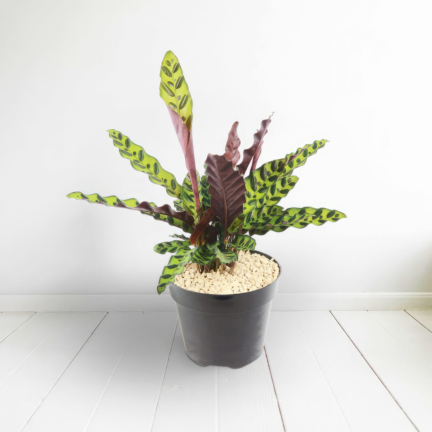 rattlesnake plant pebble tray setup