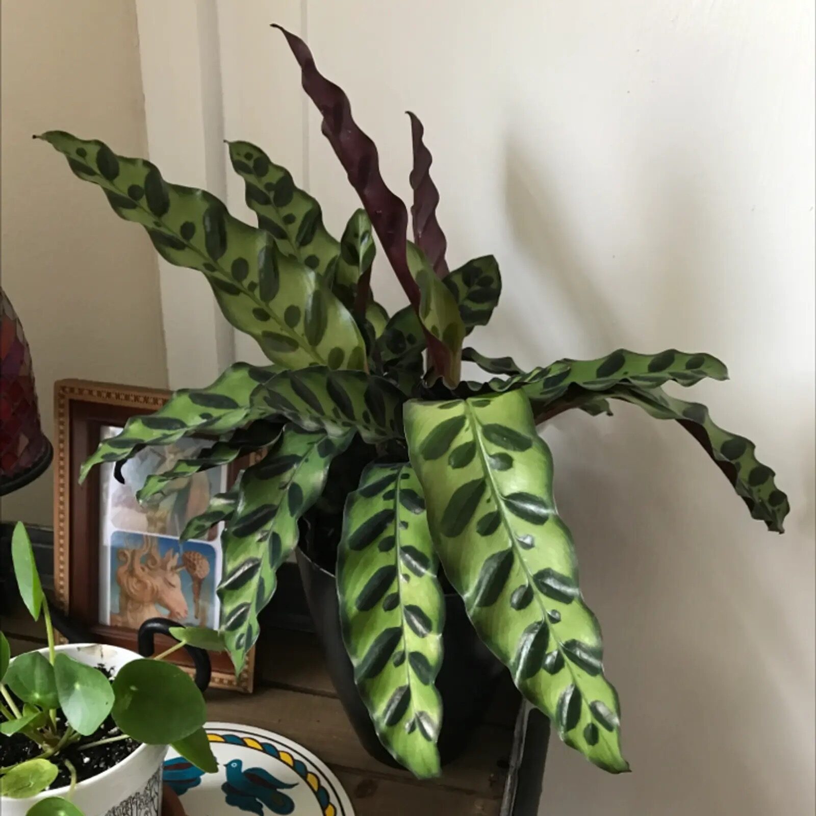rattlesnake plant with ferns