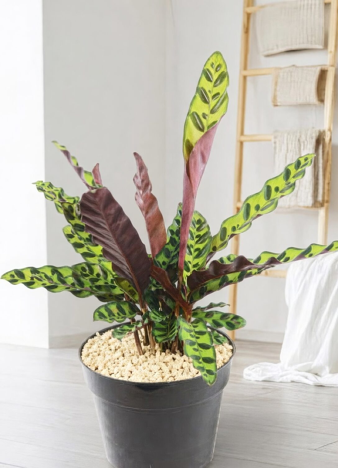 rattlesnake plant bathroom shelf