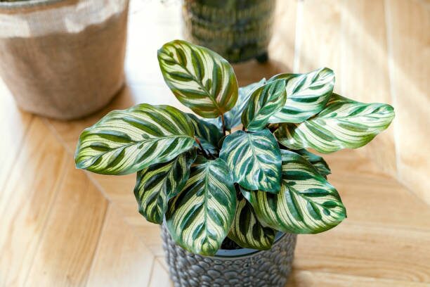 calathea lancifolia repotting roots