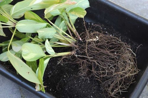 calathea lancifolia dividing clumps