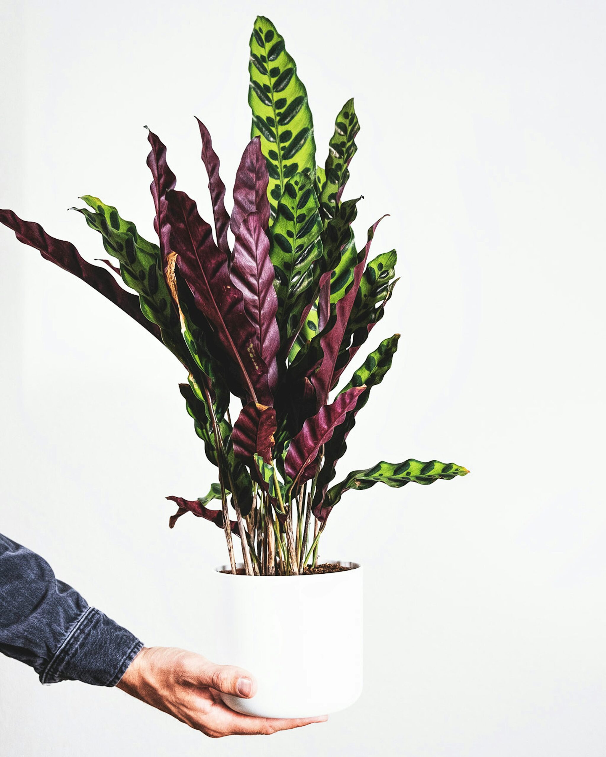 calathea lancifolia pebble tray window